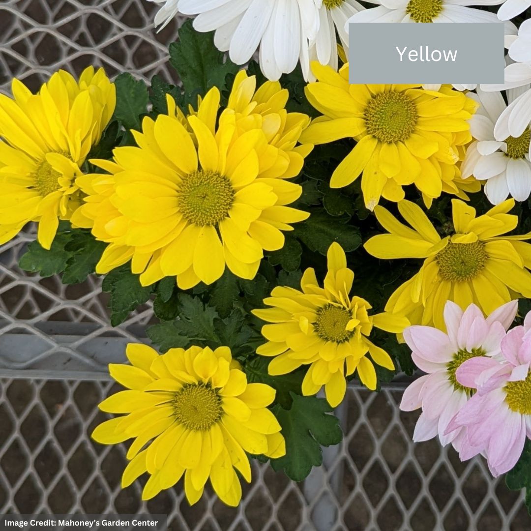 Pot Mum – 4.5″ Pot